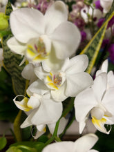 Load image into Gallery viewer, Small Phalaenopsis Orchid Kokedama