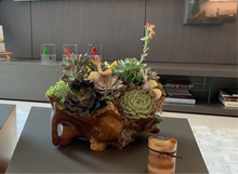 Load image into Gallery viewer, Succulent Garden in a Wood Pot