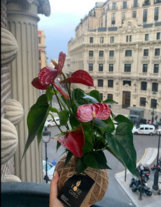 Anthurium Plant Kokedama / Anturio