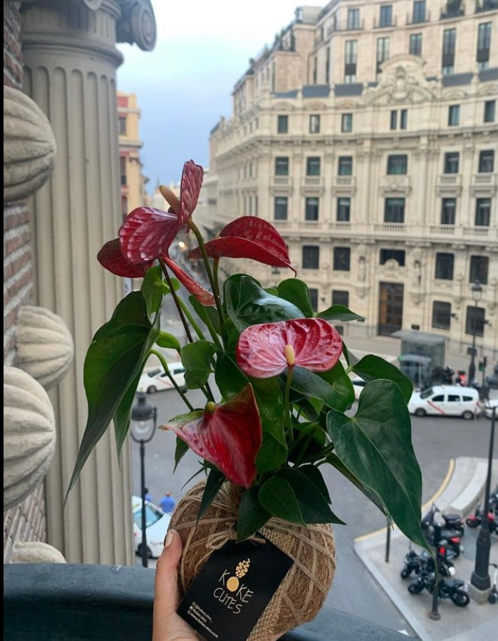 anthurium sierra magic Anthurium Plant Kokedama / Anturio – KOKECUTES