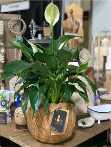 Peace Lily Plant Kokedama Spathiphyllum