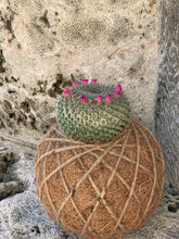 Load image into Gallery viewer, Cactus Oasis Gardens Mammillaria Elegans /Kokedama