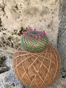Cactus Oasis Gardens Mammillaria Elegans /Kokedama