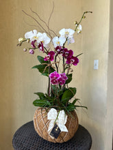 Load image into Gallery viewer, Orchids Crystal Kokedama