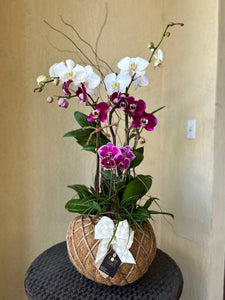 Orchids Crystal Kokedama