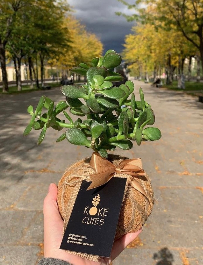classic jade plant Jade Ovata / Classic Jade Kokedama – KOKECUTES