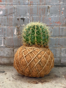 Cactus Golden Barrel Kokedama