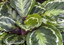 Load image into Gallery viewer, Calathea Medallion Plant Kokedama