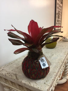 Bromeliad Neo / Malbec Kokedama