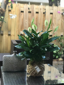 Peace Lily Plant Kokedama Spathiphyllum