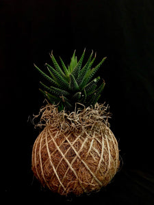 Haworthia Fasciata 'Zebra Haworthia"