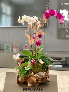 Seduction Orchid Arrangement