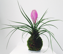 Load image into Gallery viewer, Pink Quill, Tillandsia cyanea Kokedama - Pink Quill plant.