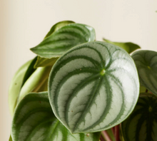 Load image into Gallery viewer, Watermelon Peperomia Kokedama