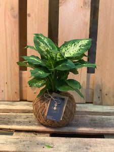 Dieffenbachia Plant Kokedama