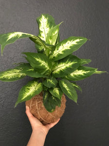 Dieffenbachia Plant Kokedama