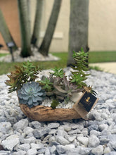 Load image into Gallery viewer, Succulents on Wood Base