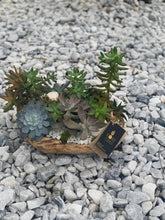 Load image into Gallery viewer, Succulents on Wood Base