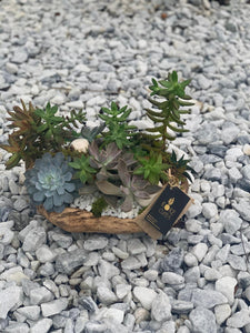 Succulents on Wood Base