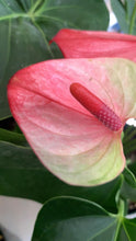 Load image into Gallery viewer, Anthurium Plant Kokedama / Anturio