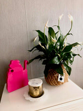 Load image into Gallery viewer, Peace Lily Plant Kokedama Spathiphyllum