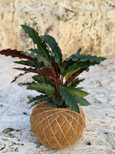 Calathea Rufibarba 'Furry Feather' Kokedama Live Plant