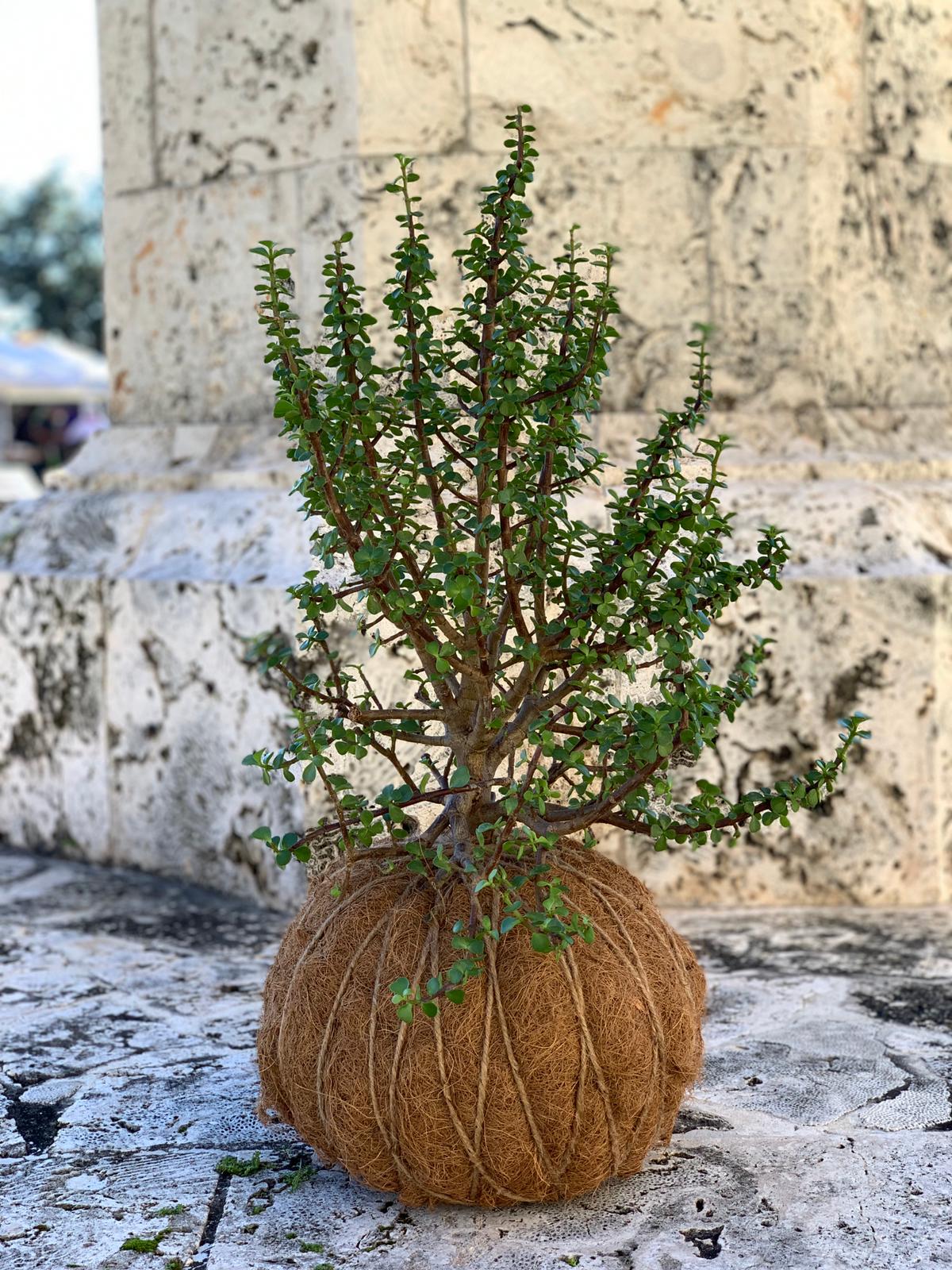kokedama jade plant Jade, Dwarf Kokedama (Portulacaria afra) – KOKECUTES