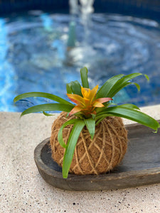 Bromeliad Mini Kokedama