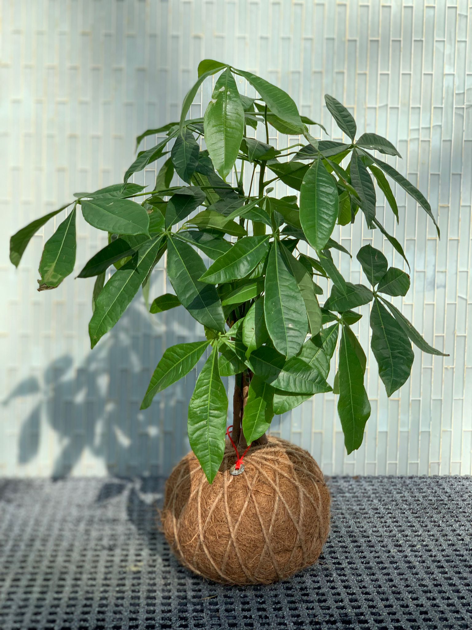 kokedama money tree Money Tree Plant Kokedama – KOKECUTES