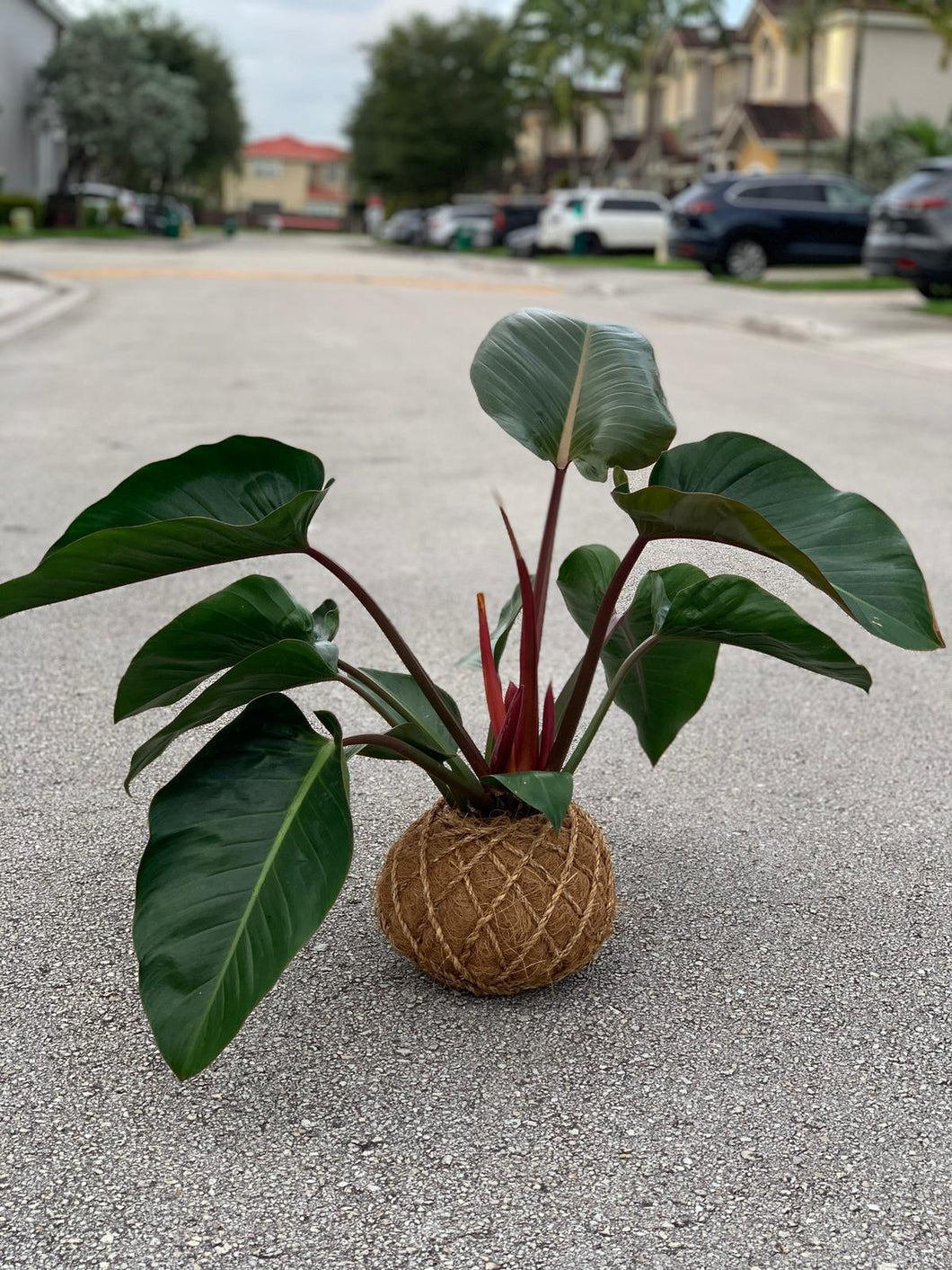 kokedama philodendron Congo red philodendron Kokedama – KOKECUTES