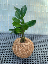 Load image into Gallery viewer, Zamioculcas, ZZ Kokedama