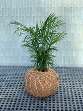 Load image into Gallery viewer, Neanthe Bella Palm Kokedama
