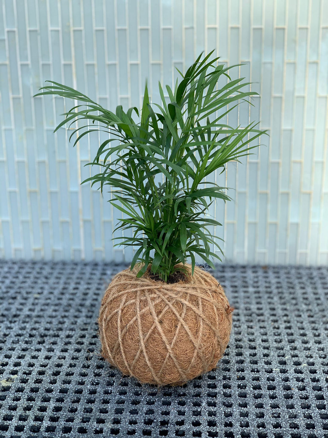 Neanthe Bella Palm Kokedama