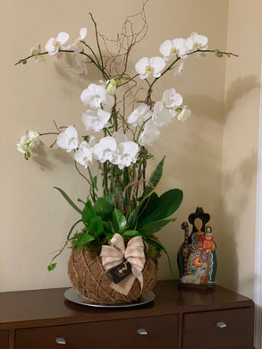 Orchids White 5 Kokedama
