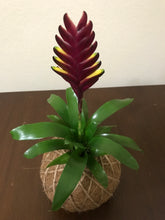 Load image into Gallery viewer, Bromeliad Vogue Kokedama