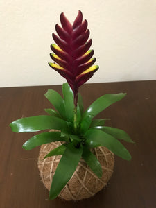 Bromeliad Vogue Kokedama