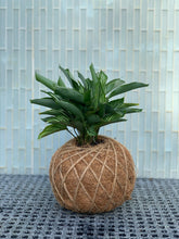 Load image into Gallery viewer, Calathea Vittata Kokedama