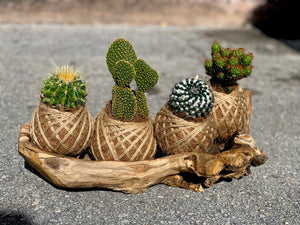 Desktop Cactus Arrangement