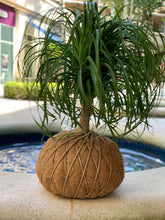 Load image into Gallery viewer, Ponytail Palm - Beaucarnea recurvata - Palma Botella Kokedama