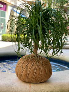 Ponytail Palm - Beaucarnea recurvata - Palma Botella Kokedama