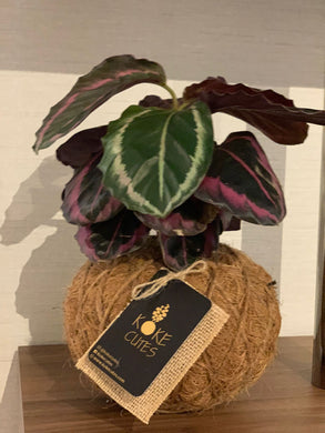 Calathea Dottie Kokedama