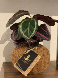 Calathea Dottie Kokedama