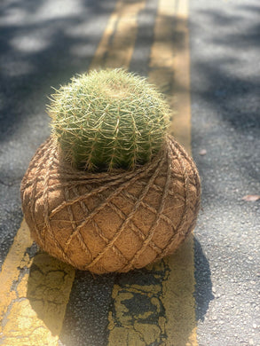 Cactus Golden Barrel Kokedama