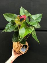Load image into Gallery viewer, Anthurium Plant Kokedama / Anturio