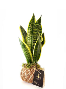 Snake Plant or Mother-in-Law's Tongue Kokedama