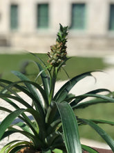 Load image into Gallery viewer, Bromeliad Pineapple Kokedama