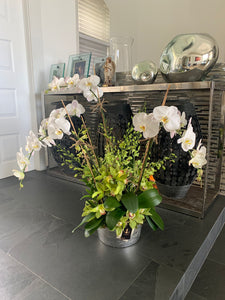 Orchid Arrangement White