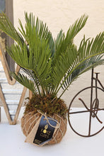 Load image into Gallery viewer, Sago Palm - (Cyca Revoluta) Kokedama