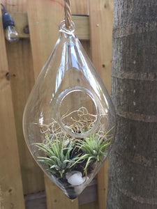 Terrarium Colgante Turquesa