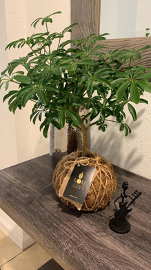 Schefflera Plant Kokedama